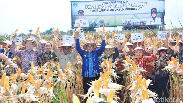 Panen jagung di Kabupaten Lamongan-Jawa Timur
