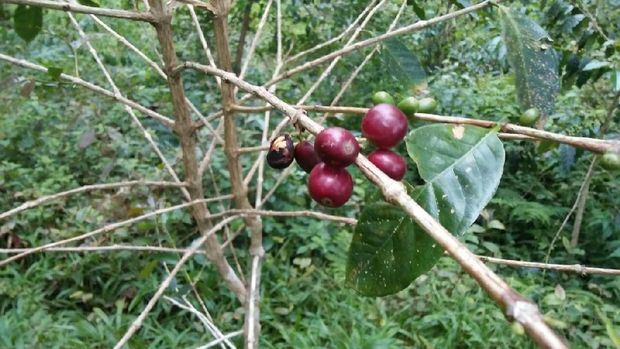 Tanaman kopi Tana Toraja (Bona/detikTravel)