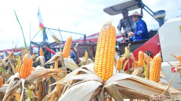 Panen jagung di Kabupaten Lamongan-Jawa Timur