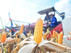 Lamongan Siap Ekspor Jagung ke Malaysia