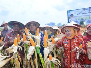 Produksi Jagung di Lamongan Naik Jadi 10 Ton per Hektar