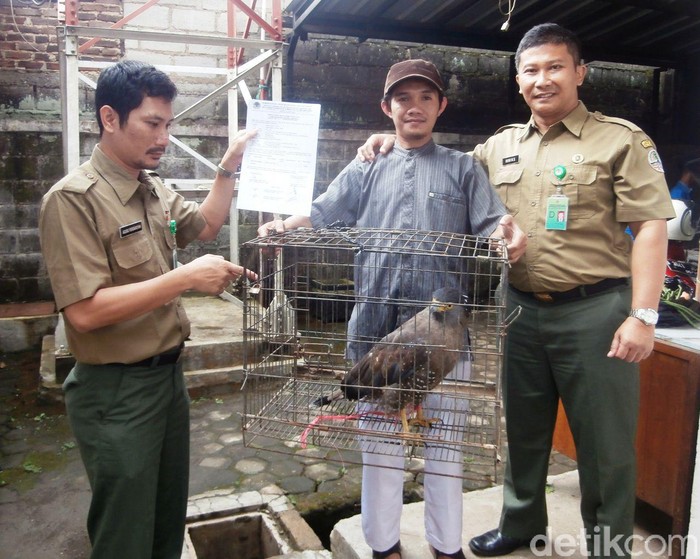 Warga Cileunyi Sukarela Serahkan Elang Ular Bido ke BKSDA