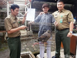 Warga Cileunyi Sukarela Serahkan Elang Ular Bido ke BKSDA