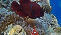 Terdapat beberapa spot yang bisa diselami oleh wisatawan di Bunaken.  (Foto: Bawah Laut Bunaken)