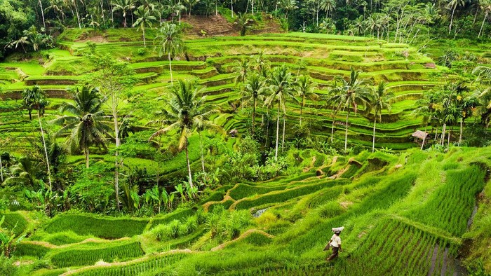 sawah