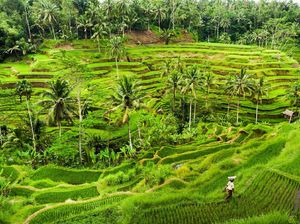 Cuaca Tempat Wisata di Bali 20 Agustus 2022: Ubud Cerah, Yuk Melali!