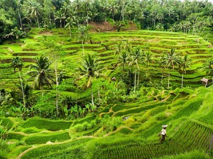 Rekomendasi Destinasi Kencan Romantis 1 Hari di Ubud