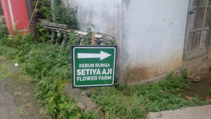 Kebun Bunga Krisan yang Nge-hits di Semarang