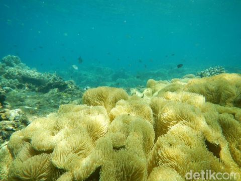 Pulau Menjangan