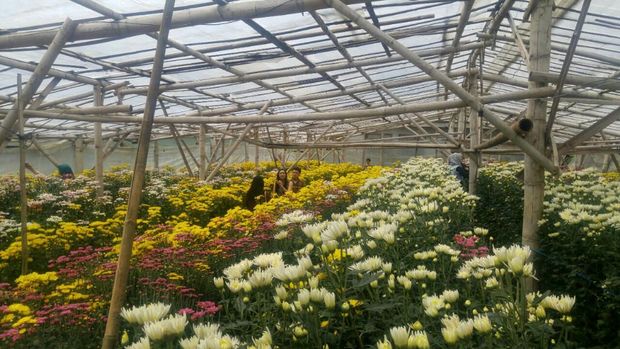 Sudah Tahu? Semarang Punya Kebun Bunga Krisan yang Asyik Buat Selfie