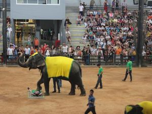 Ini Dia Pertunjukan Gajah Paling Memukau