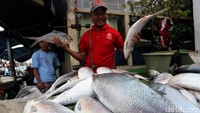 Menjelang perayaan Imlek, sejumlah pedagang ikan bandeng nampak memenuhi trotoar di kawasan Rawabelong, Jakarta Barat, Kamis (26/1/2017).