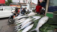 Bahkan, harga ikan bandeng berukuran jumbo bisa mencapai Rp 500.000 per ekor dengan bobot 8 sampai 10 kilogram.