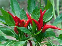 7 Cara Menanam Cabai yang Mudah dan Praktis, Berikut Penjelasan Lengkap!