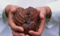 Jamur Mulai Diteliti Sebagai Pengobatan Baru Alzheimer