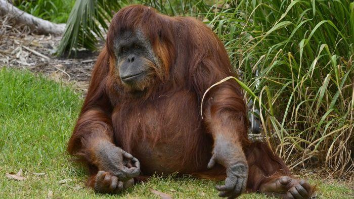 Karta Si Orangutan Mati Setelah Melahirkan di Adelaide Zoo