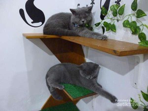 Di Kafe Ini Anda Bisa Makan Es Krim Ditemenin Kucing Lucu!
