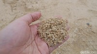Inilah pasir pantai yang unik. Butirannya seperti merica (Kurnia/detikTravel)