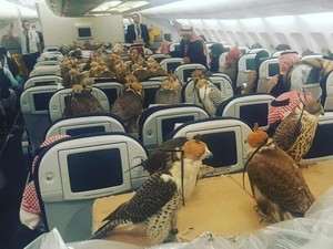 Wuih! Pangeran Arab Saudi Beli Tiket Pesawat untuk 80 Ekor Elang