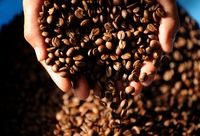 Rasa Asam Kopi Justru Menunjukkan Kualitas Biji Kopi yang Bagus