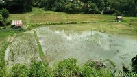 Saat berisitirahat traveler akan disuguhi pemandangan ini, sawah hijau! Capek jadi hilang seketika (Bonauli/detikTravel)