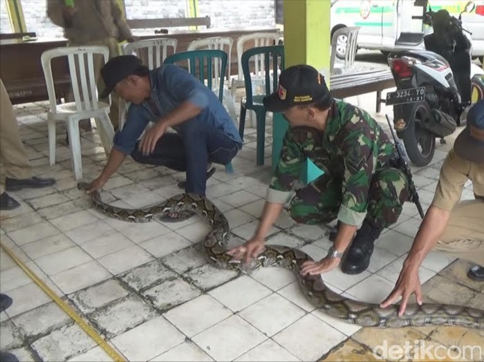 Ular Sanca Pemangsa Ternak Warga Berhasil Ditangkap
