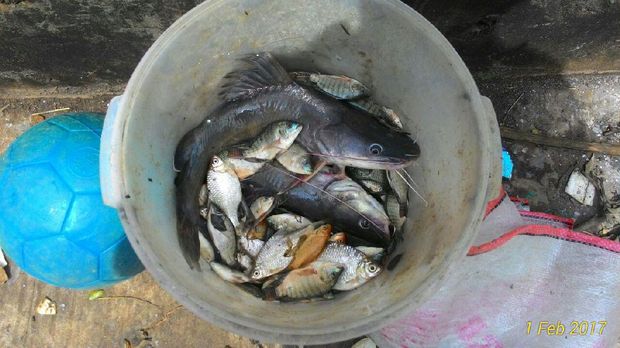 Warga membawa pulang aneka macam ikan.