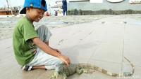 Kalau mau jalan-jalan dengan peliharaan juga boleh kok. Seperti anak ini, dia membawa iguana kesayangannya untuk berjalan-jalan di Pantai Losari (Bonauli/detikTravel)