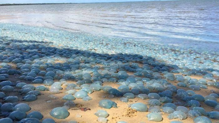 Ratusan Ubur-ubur Biru Terdampar di Pantai Queensland