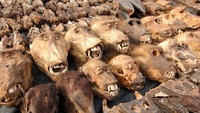 Dari nama pasarnya tentu kamu tahu di sini yang dijual adalah semua hal yang berhubungan dengan santet atau ilmu hitam. Pasar ini berada di Pasar Akodessewa di Togo, Afrika. (Thinkstock)