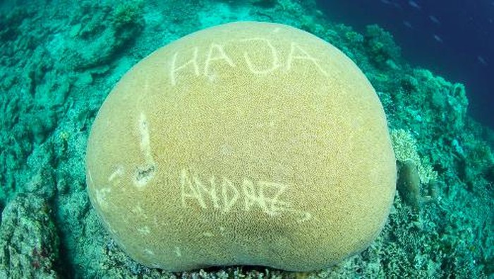 Imbauan Bagi Operator Selam di Raja Ampat