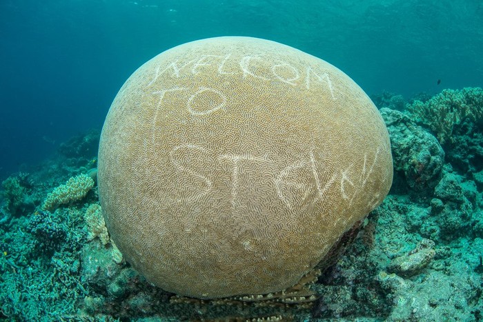 Yellow Brain yang Malang di Raja Ampat, Karang Cantik tapi Rawan Vandalisme