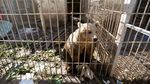 Miris, Begini Kondisi Kebun Binatang di Mosul
