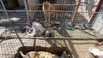 Miris, Begini Kondisi Kebun Binatang di Mosul