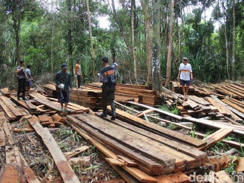 Suaka Margasatwa di Riau Dijarah Pembalak, Kayu-kayu ini Buktinya