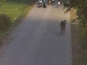 Pohon Tumbang di Dekat UI Dipinggirkan, Lalu Lintas Kembali Lancar