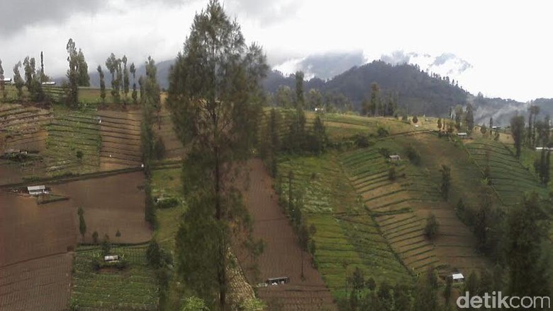 3 Kecamatan di Kaki Bromo akan Dijadikan Kampung Keripik Kentang 3 Kecamatan di Kaki Bromo akan Dijadikan Kampung Keripik Kentang