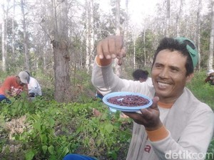 Asiknya Berburu Belalang di Hutan Jati Banyuwangi