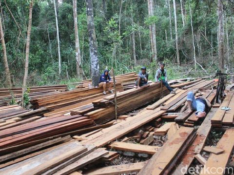 Suaka Margasatwa di Riau Dijarah Pembalak, Kayu-kayu ini Buktinya