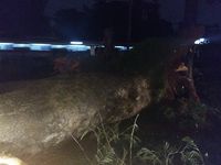 Ini Pohon Sengon Tumbang yang Tewaskan Pemotor di Depok