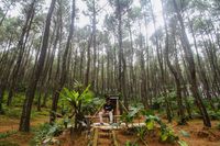 Penat Di Kota Yuk Kemping Ke Hutan Pinus Di Purwakarta