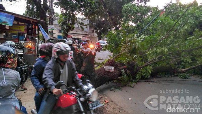 Ada Pohon Tumbang, Lalin dari Setu Cipayung ke Ciracas Tertutup