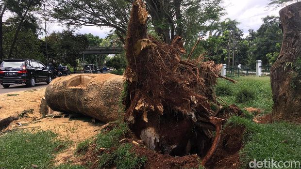 Potongan Pohon yang Tewaskan Pasutri di  Dekat UI Dirapikan