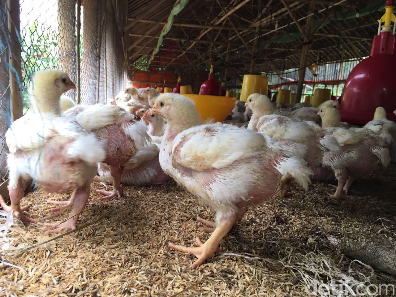 Peternakan ayam di Bogor