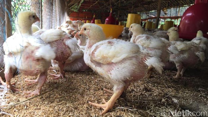 Harga Ayam Di Peternak Rp 12 000 Ekor Sampai Di Pasar Rp 35 000 Ekor