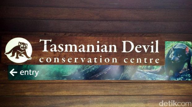 Pusat konservasi Tasmania Devil di Taronga Zoo (Wahyu/detikTravel)