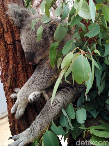 Koala yang sangat imut dan lucu (Wahyu/detikTravel)