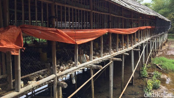 Derita Peternak Ayam: Harga Anjlok dan Sulit Dapat Bibit