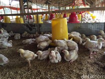 Doa Menyembelih Ayam Sesuai Syariat Islam, Lengkap dengan Tata Caranya