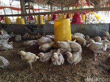 Bacaan Doa Menyembelih Ayam dan Ketentuannya Menurut Syariat Islam